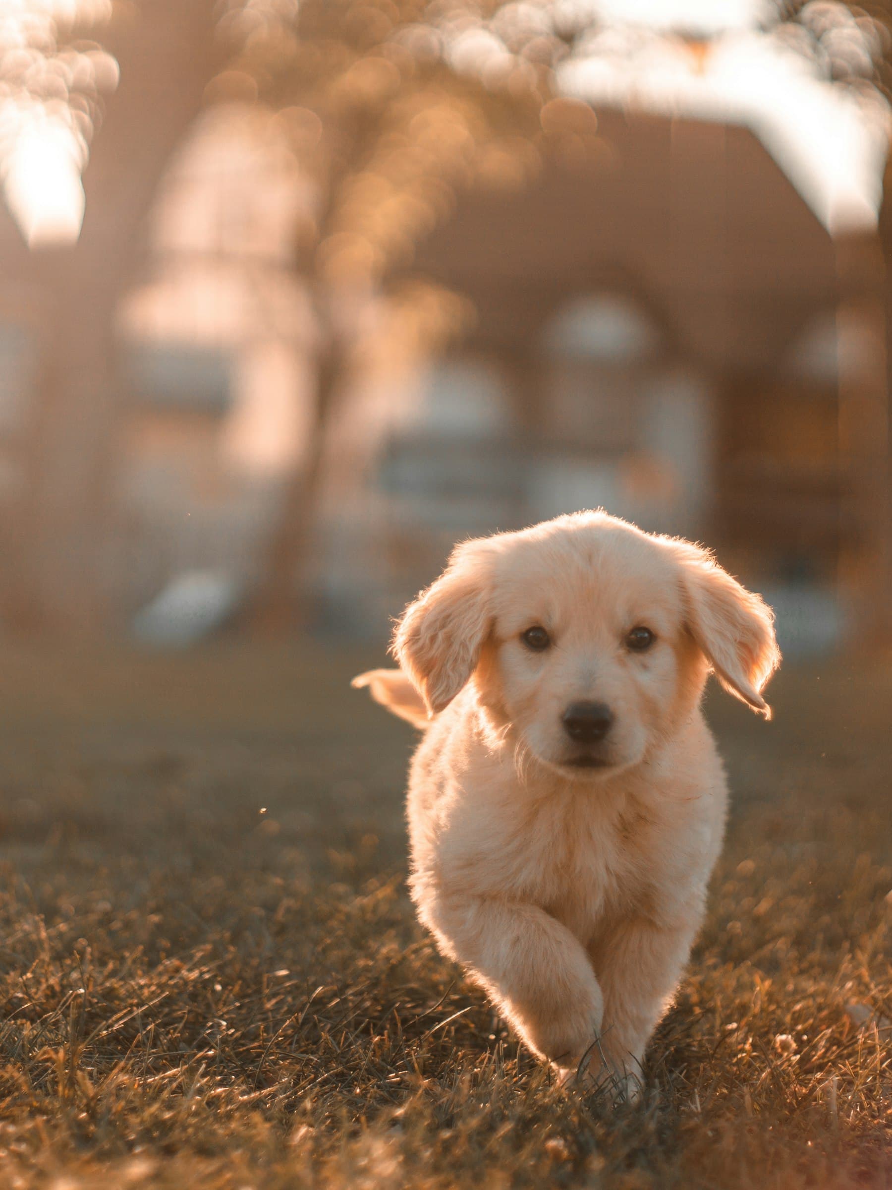 Consultas Veterinarias