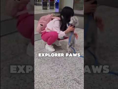 Testimonio de viaje con mascota